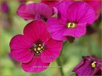 Aubrieta &#39;Bressingham Red&#39;