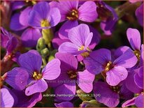 Aubrieta &#39;Hamburger Stadtpark&#39;