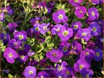 Aubrieta &#39;Kitte&#39;