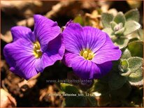 Aubrieta &#39;Kitte&#39;