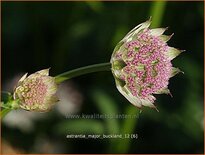 Astrantia major &#39;Buckland&#39;