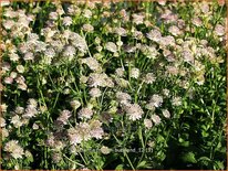 Astrantia major &#39;Buckland&#39;