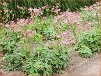 Astrantia major &#39;Roma&#39;