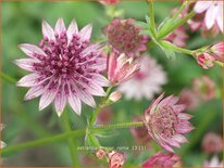 Astrantia major &#39;Roma&#39;