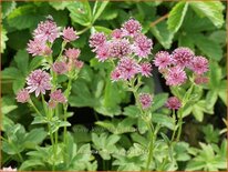 Astrantia major &#39;Roma&#39;