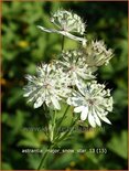 Astrantia major &#39;Snow Star&#39;