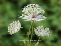 Astrantia major &#39;Snow Star&#39;