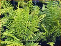 Athyrium filix-femina