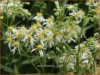 Aster umbellatus