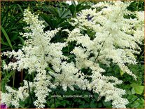 Astilbe &#39;Brautschleier&#39;