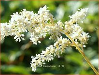 Astilbe &#39;Brautschleier&#39;