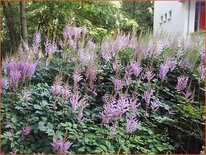 Astilbe chinensis &#39;Pumila&#39;