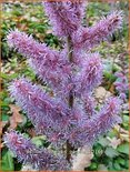 Astilbe chinensis &#39;Pumila&#39;