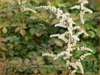 Astilbe &#39;Prof. van der Wielen&#39;