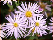 Aster pyrenaeus &#39;Lutetia&#39;