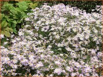 Aster pyrenaeus &#39;Lutetia&#39;