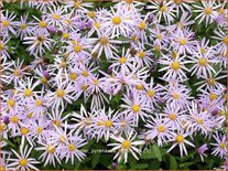 Aster pyrenaeus &#39;Lutetia&#39;