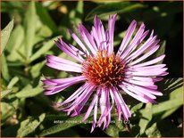 Aster novae-angliae &#39;Barr&#39;s Pink&#39;