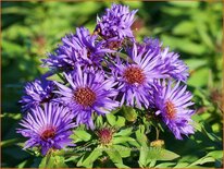 Aster novae-angliae &#39;Purple Dome&#39;