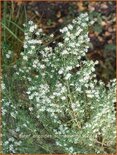 Aster ericoides &#39;Schneetanne&#39;