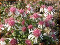 Aster lateriflorus &#39;Horizontalis&#39;