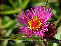 Aster novae-angliae &#39;Andenken an Paul Gerber&#39;