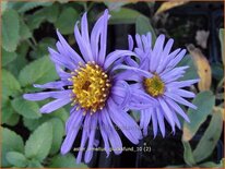 Aster amellus &#39;Glucksfund&#39;