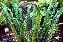 Asplenium scolopendrium &#39;Angustifolia&#39;