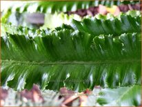 Asplenium scolopendrium &#39;Angustifolia&#39;