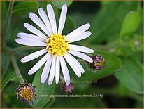 Aster ageratoides &#39;Adustus Nanus&#39;