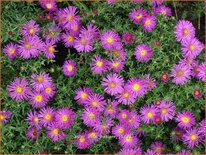 Aster &#39;Alice Haslam&#39;