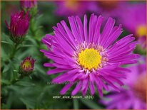 Aster &#39;Alice Haslam&#39;