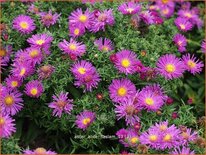 Aster &#39;Alice Haslam&#39;