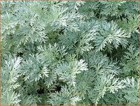 Artemisia &#39;Powis Castle&#39;