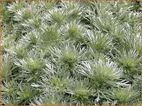 Artemisia schmidtiana &#39;Nana&#39;