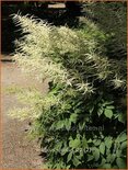 Aruncus dioicus