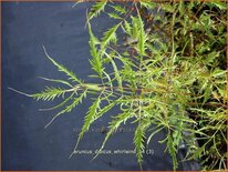 Aruncus dioicus &#39;Whirlwind&#39;