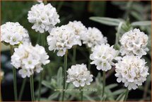 Armeria maritima &#39;Alba&#39;