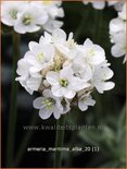 Armeria maritima &#39;Alba&#39;