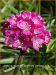 Armeria maritima &#39;Splendens Perfecta&#39;