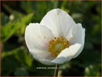 Anemone sylvestris