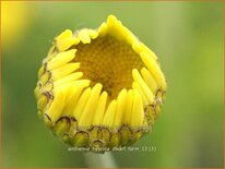 Anthemis hybrida &#39;Dwarf Form&#39;