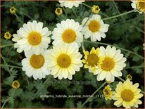 Anthemis hybrida &#39;Susanna Mitchel&#39;