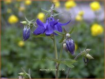 Aquilegia alpina