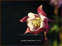 Aquilegia &#39;Biedermeier&#39;