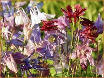 Aquilegia &#39;Biedermeier&#39;