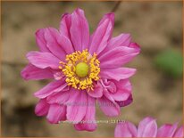 Anemone hybrida &#39;Pamina&#39;