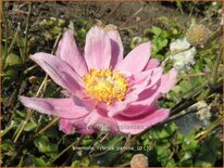 Anemone hybrida &#39;Pamina&#39;