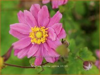 Anemone hybrida &#39;Pamina&#39;