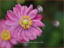 Anemone hybrida &#39;Pamina&#39;